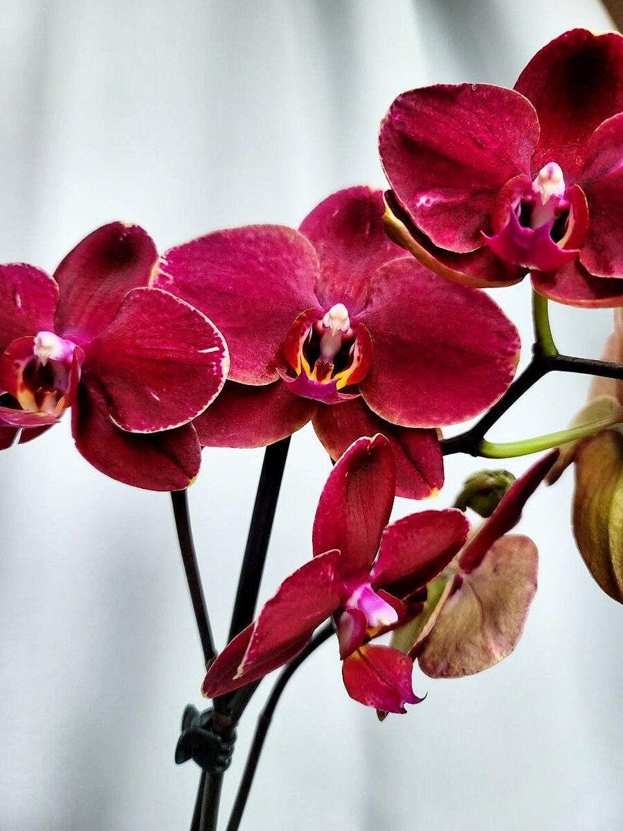 Phalaenopsis Ola - Giulio Celandroni Orchidee