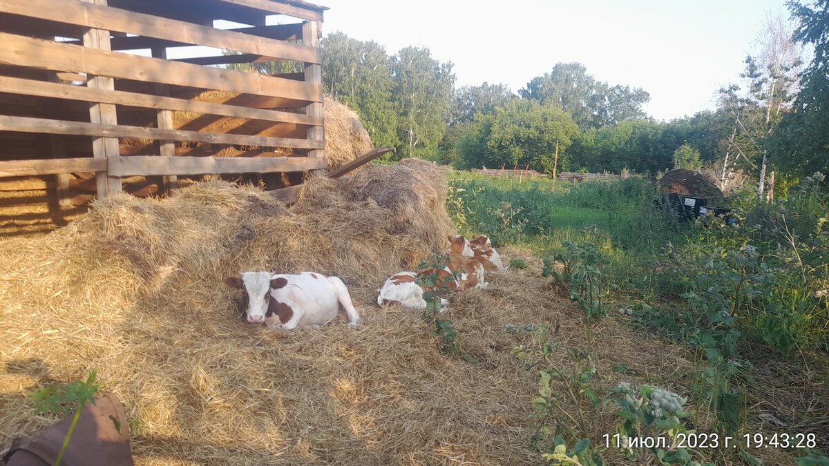 Арбуз с девчонками от комаров прячутся