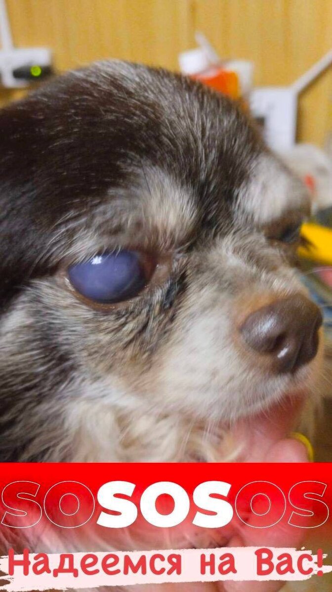 Эти собаки никогда никому не желали зла, не делали подлости, но почему ...