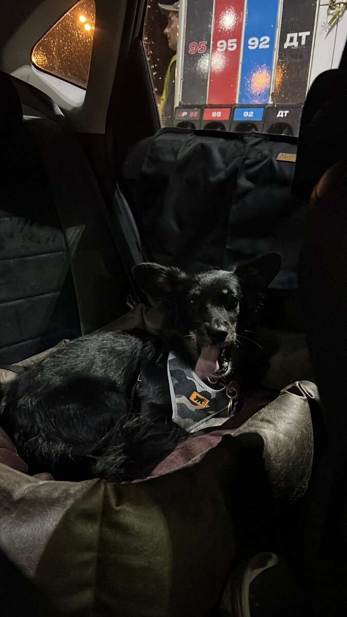 Животное готовится спать 🤭