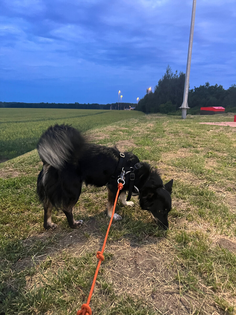 Прогулочка у заправки 