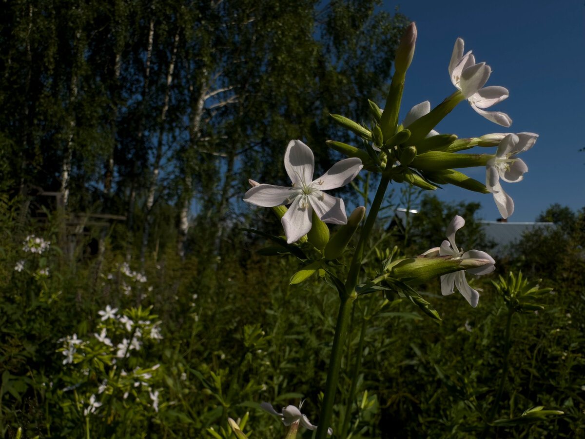 Мыльный корень купить