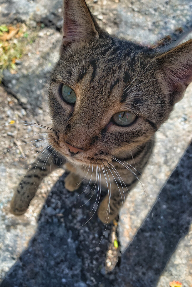 Котики Новороссийска 🥰 такие милые и дружелюбные! Самые классные в портах и частных Маринах, проверено😁