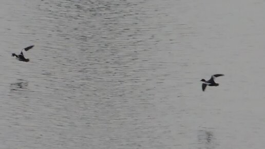 Вакбра /Природа Севера/Респ. Коми | утки над рекой, еле в кадр поймал ...