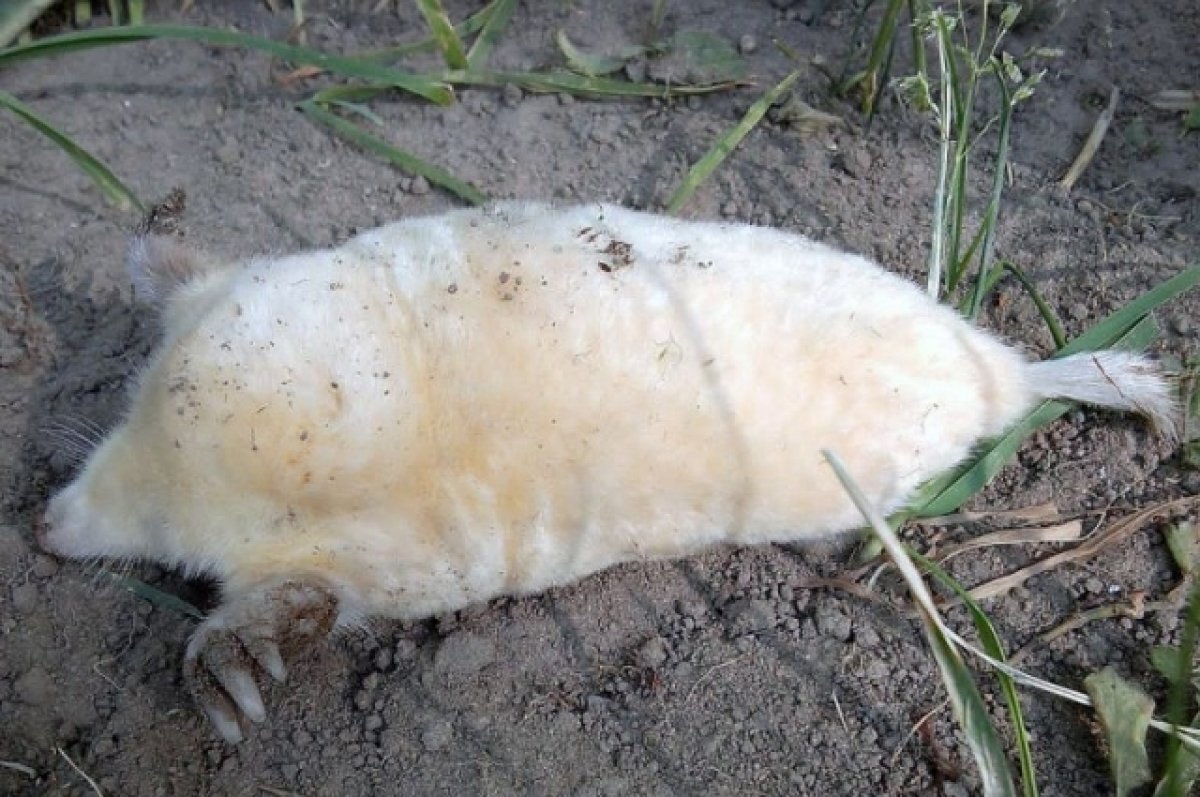    Под Тверью обнаружены редкие кроты с дорогой белой шкуркой