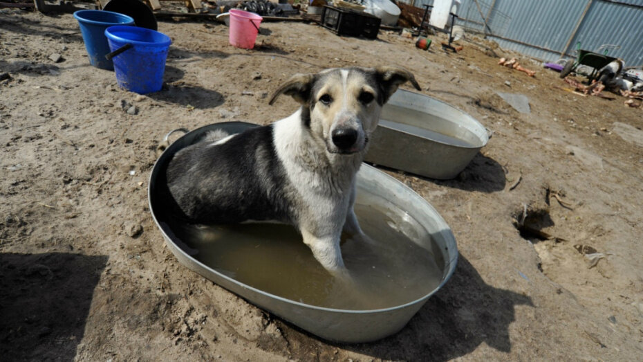    Автор фото: из архива