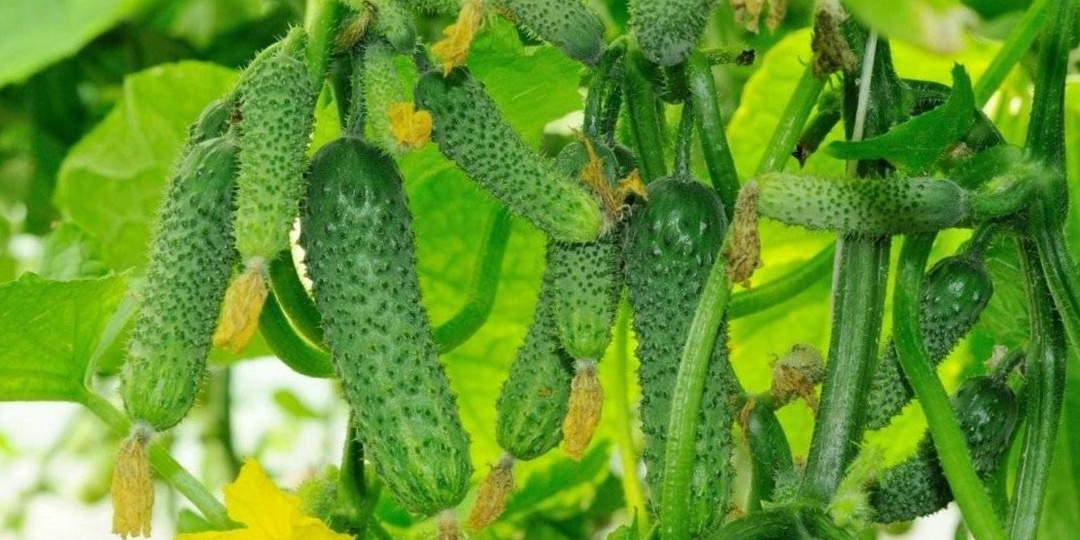 Лучшие сорта пучковых огурцов для повторных посевов в июле