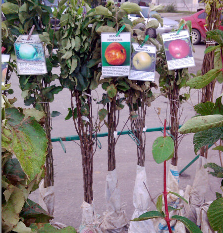 Саженец с листьями, стоящий вот так в мешке 100% засохнет.