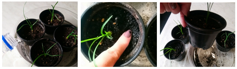 Нолина в маленьких горшках. Хорошо пропитанный грунт позволяет поливать реже.