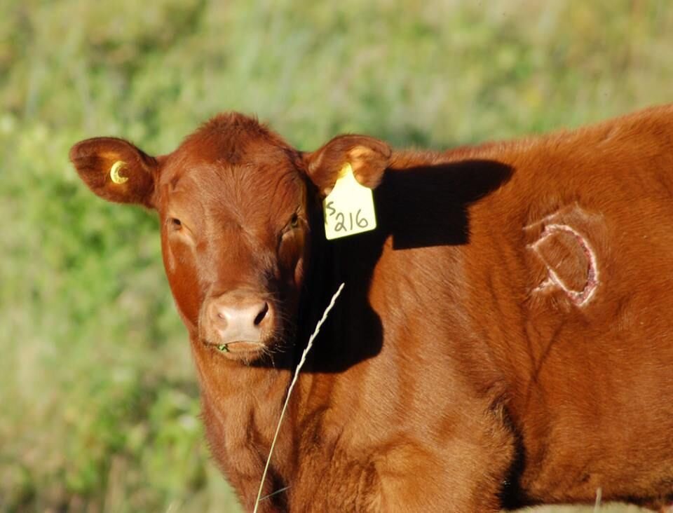 Бирки для коров. Биркование крс. Корова. Коровы с бирками в ушах. Бирки для коров.