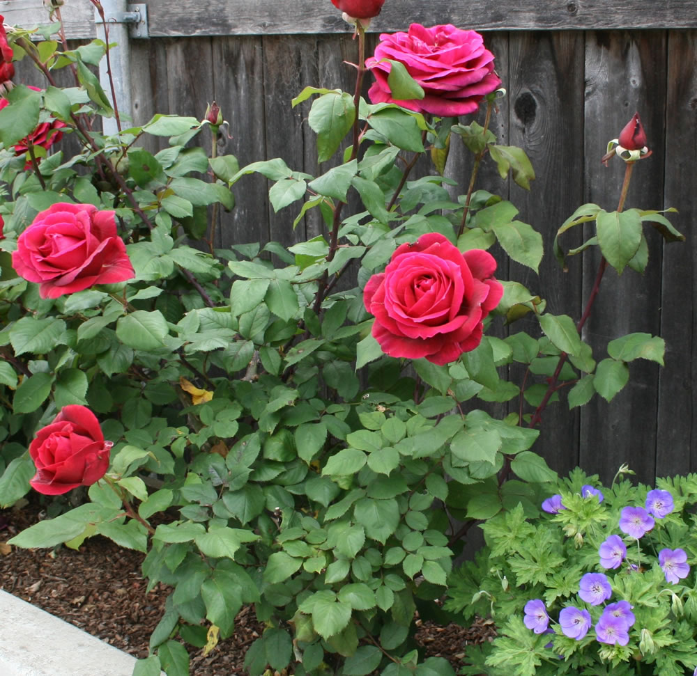 Rose plants. Роза чайно-гибридная куст. Крайслер Империал роза чайно-гибридная. Роза Норита куст. Империал плетистая роза.