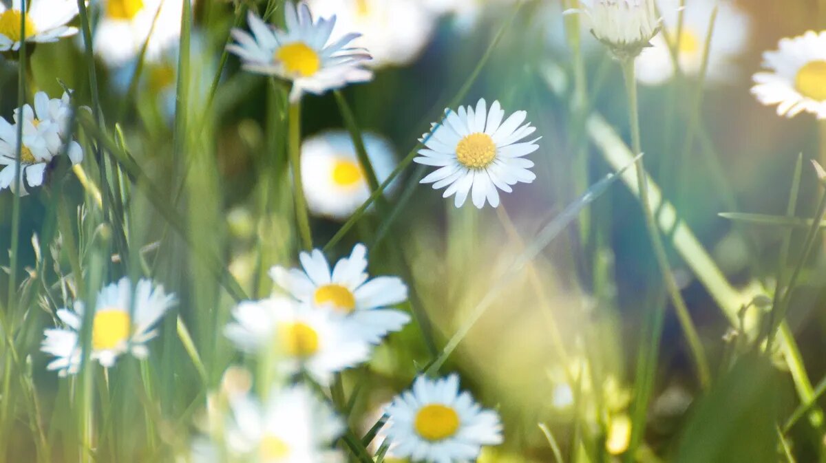 Народные праздники - Стожары, Мокий и Марк, Маков день. Фото: www.piqsels.com