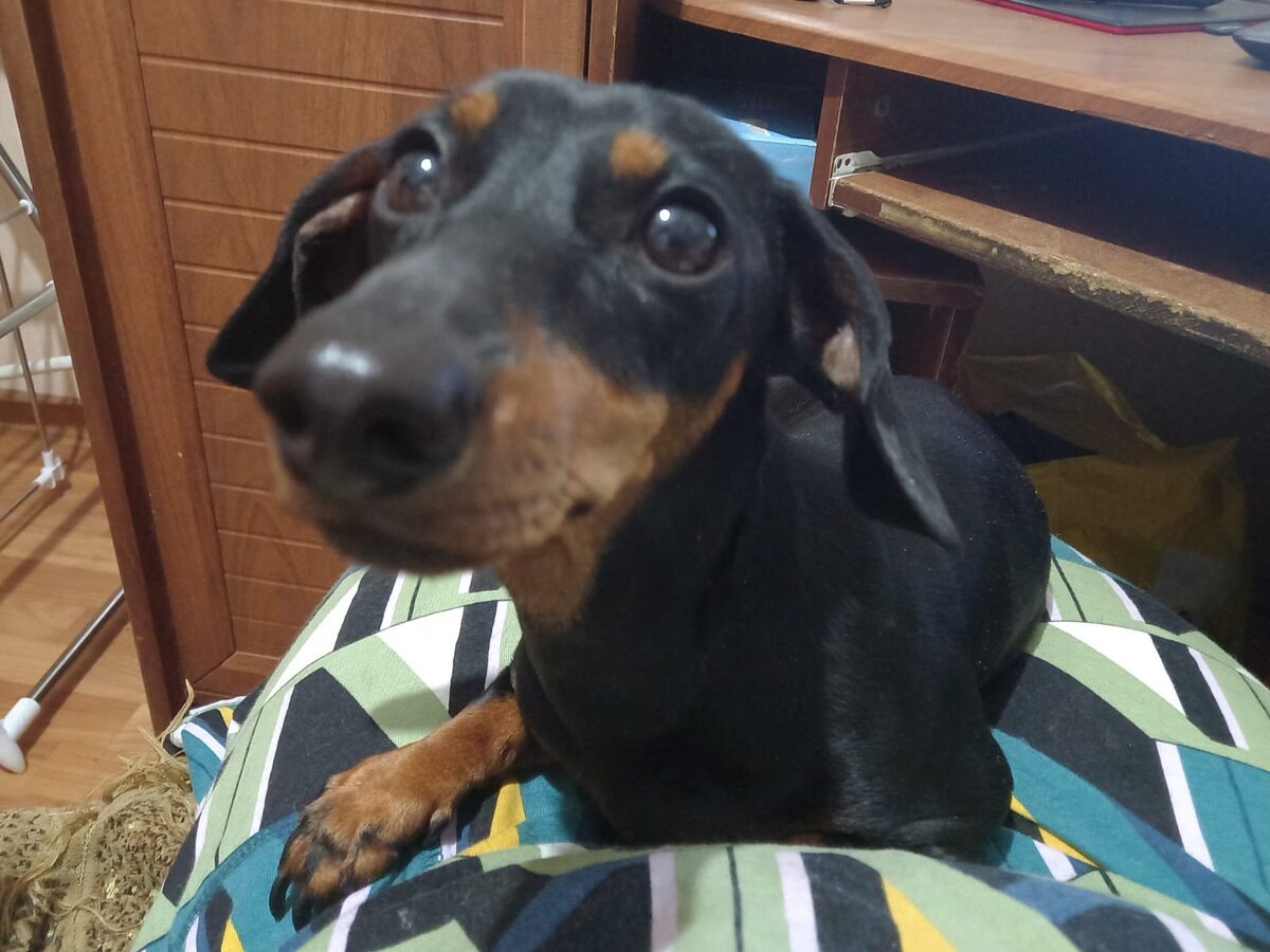 За котов штрафуют, хозяевам крутят гайки а нас чуть не съели бродячие ...