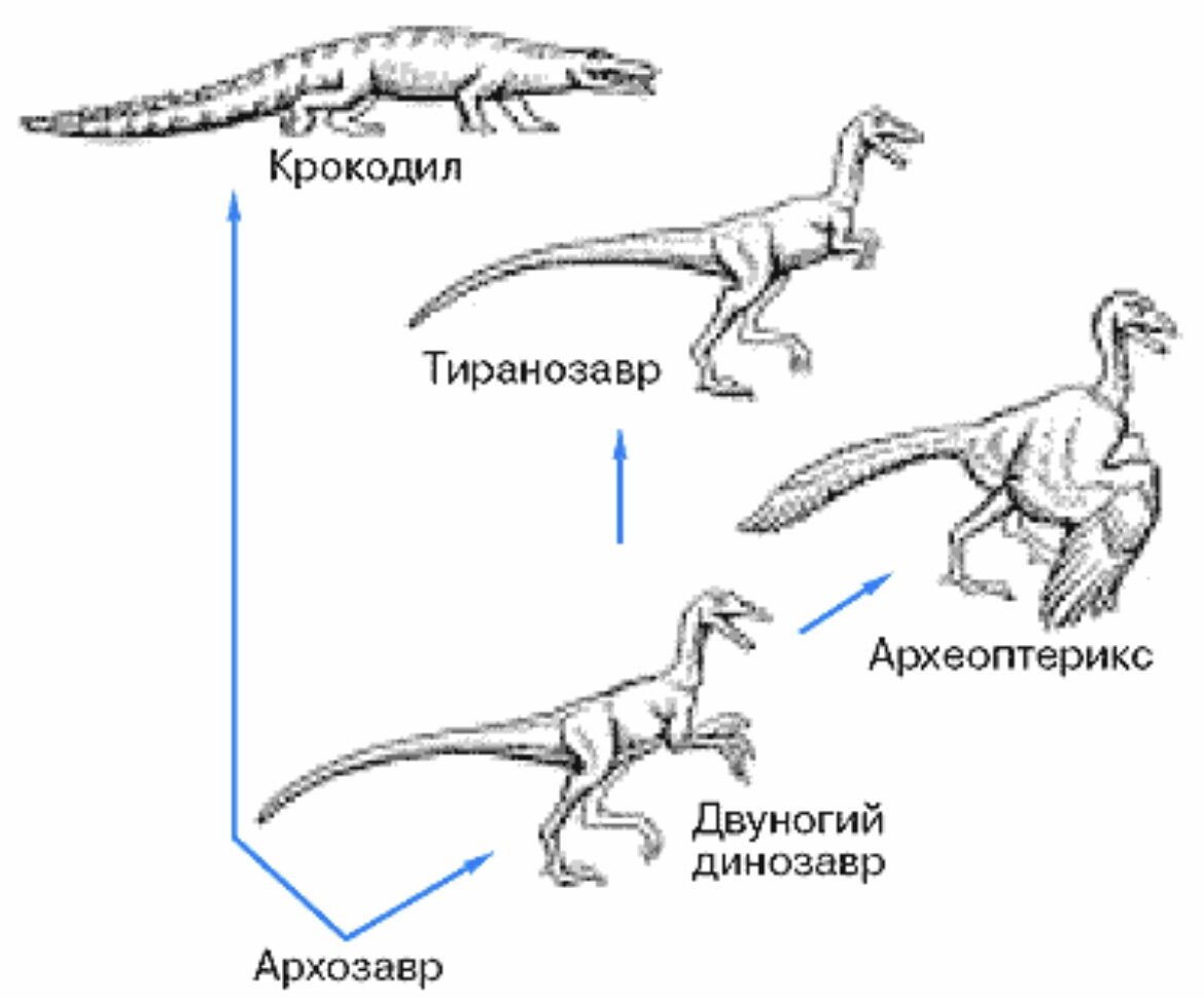 Эволюция птиц схема