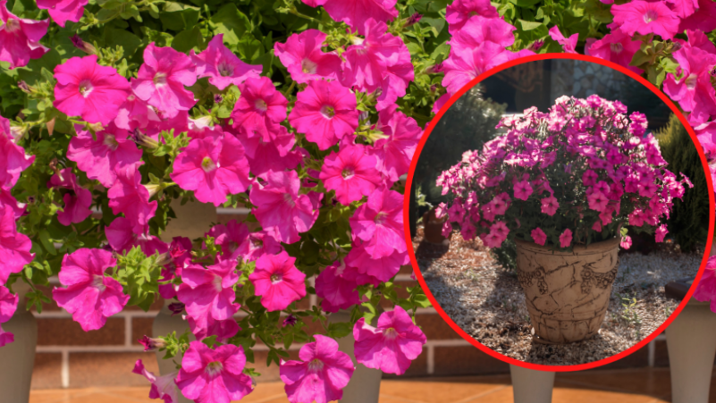 супертунии - новый вид