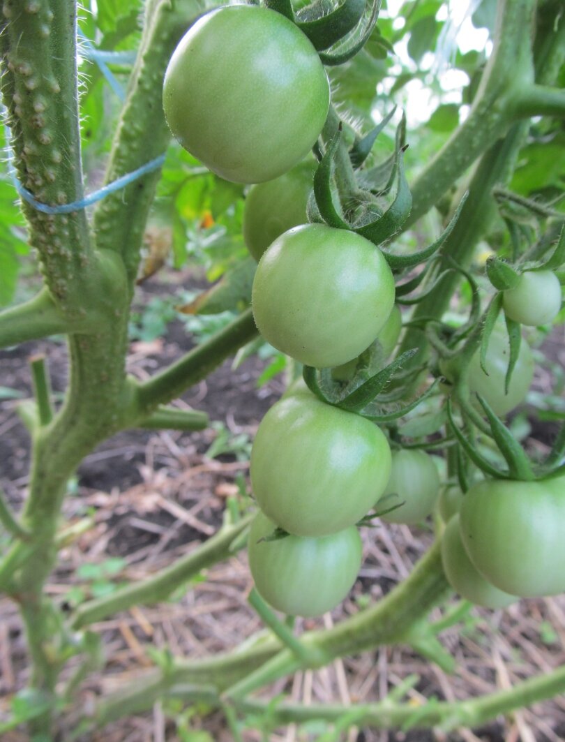 Воздушные корни на томате: что это - и это не всегда избыточный полив ...