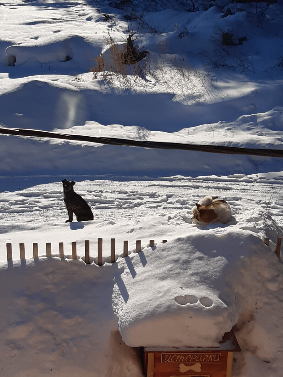 В прошлом году наличие забора под сугробами даже не угадывалось. Нынче же вот он, торчит! Наши собаки на боевом посту)