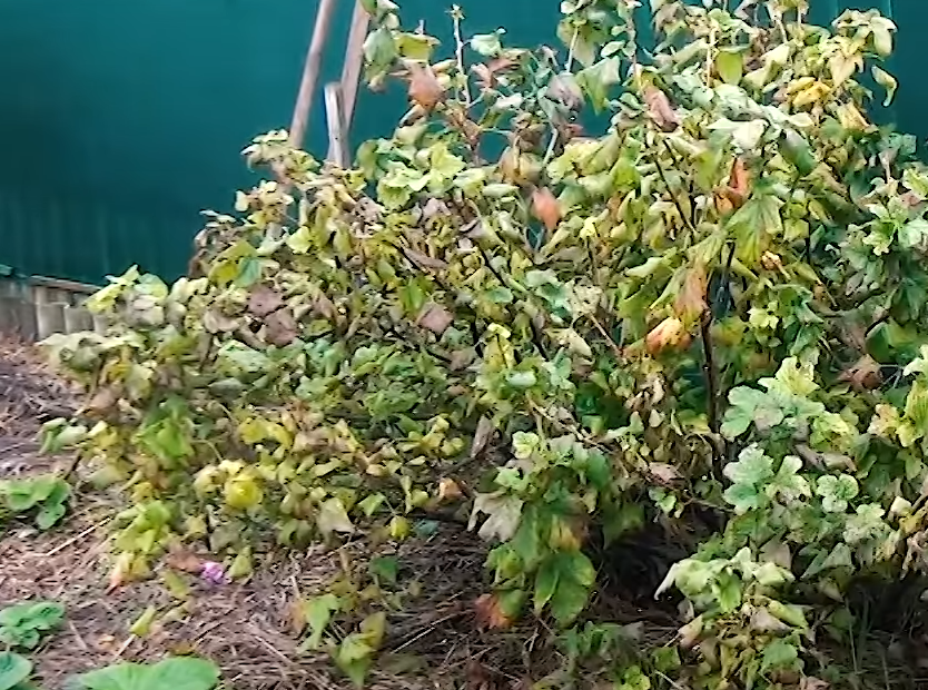 обработка смородины после урожая