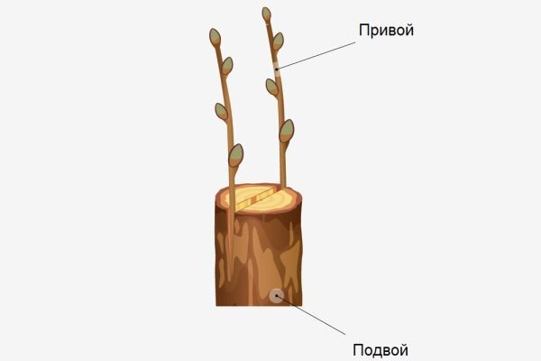 Когда и как прививать грушу правильно