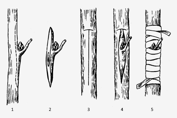 Прививка груши весной для начинающих инструкция