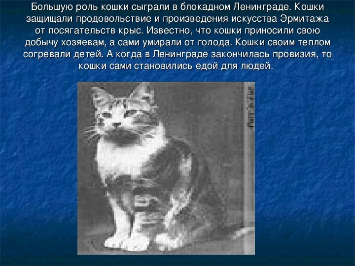 Блакада лененграда коты. В ленинград привозят кошек. Домашние животные блокадного ленинграда. Кот в блокадном ленинграде. Подвиги кошек.