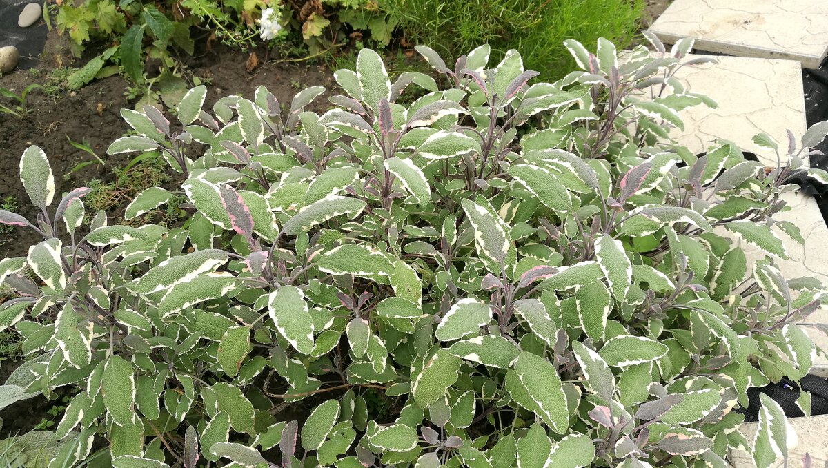 Шалфей лекарственный сорт Триколор, его лист имеет 3 оттенка: зеленый, белый и фиолетовый.