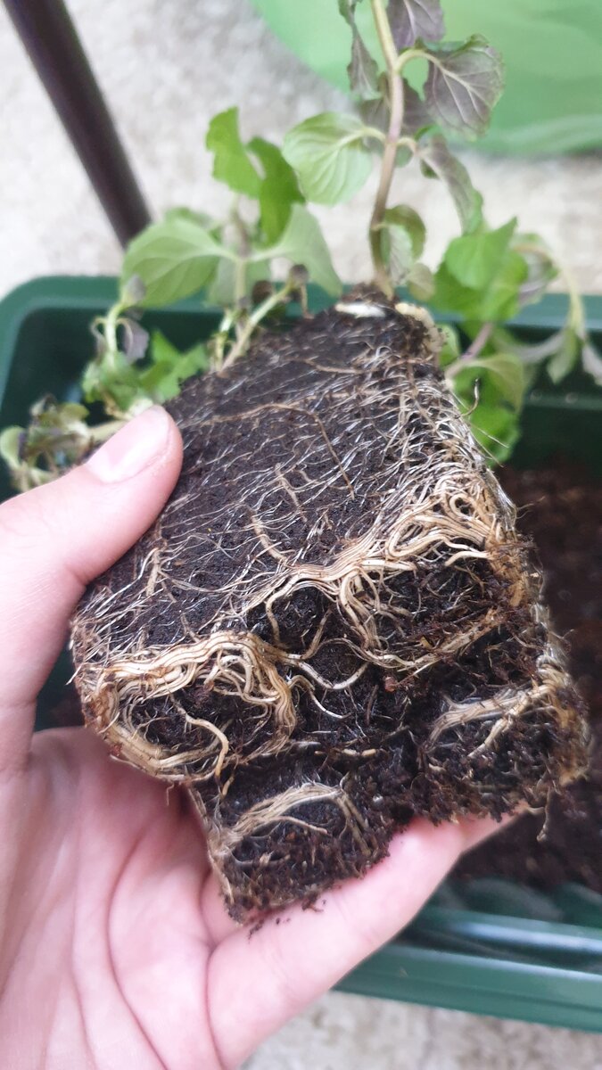 Мята Апельсин - корни.