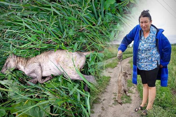    Жуткая лысая собака, похожая на кенгуру, надолго запомнится жителям села Иткуль. Коллаж Алексея Рыгина