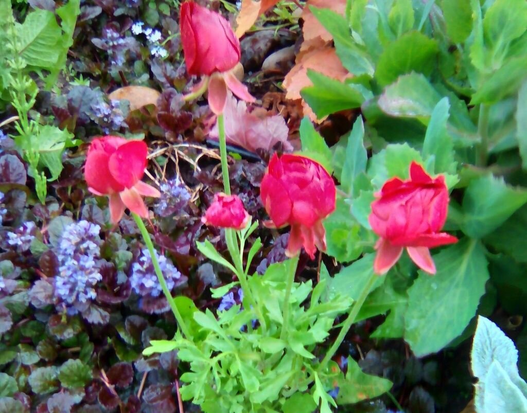 Оформление дачного участка миксбордерами и рабатками🌺🌾