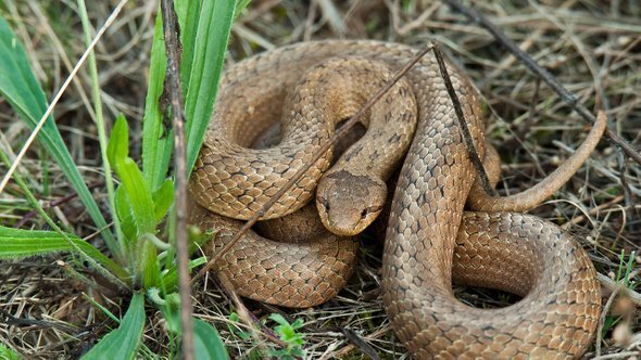    Медянка. Фото: matushaban / Shutterstock / Fotodom