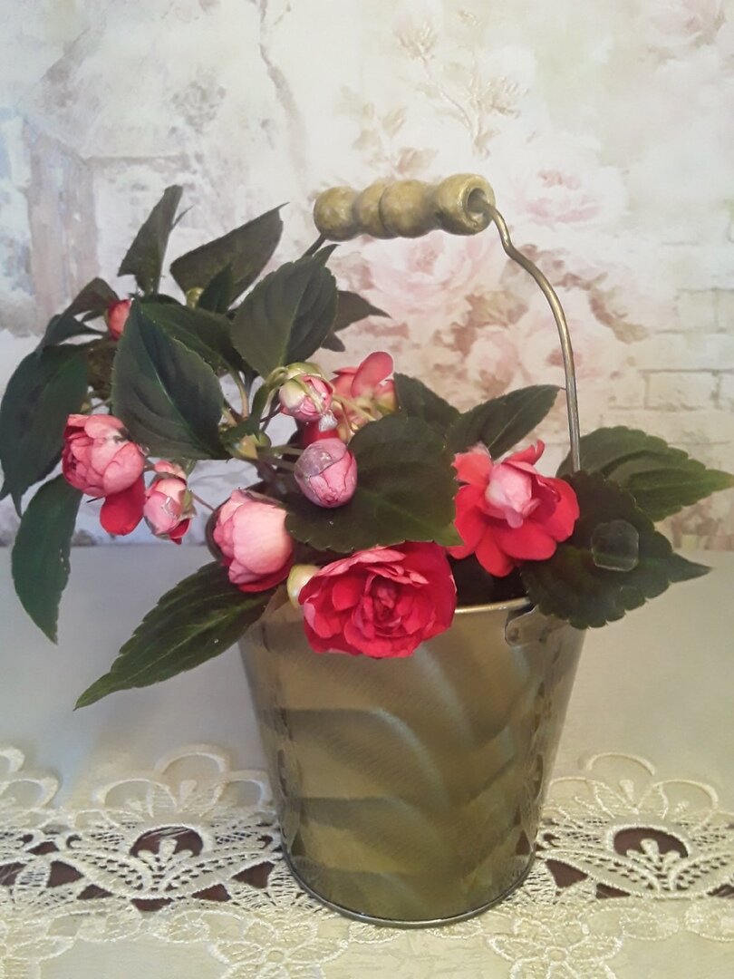 Радость в доме - бальзамин не только выжил, но и красиво зацвёл