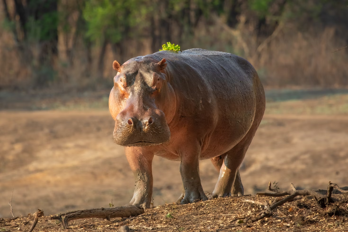 Гиппопотам вид сбоку. Мадагаскарский карликовый бегемот. Нильский бегемот. Бегемот hippo. Носорог бегемот и гиппопотам.