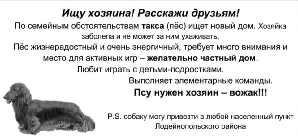 Объявление о пристройстве Грея