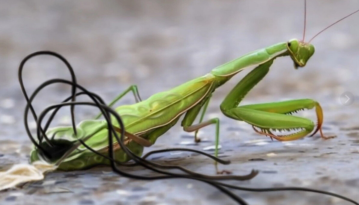 What does a pregnant praying mantis look like