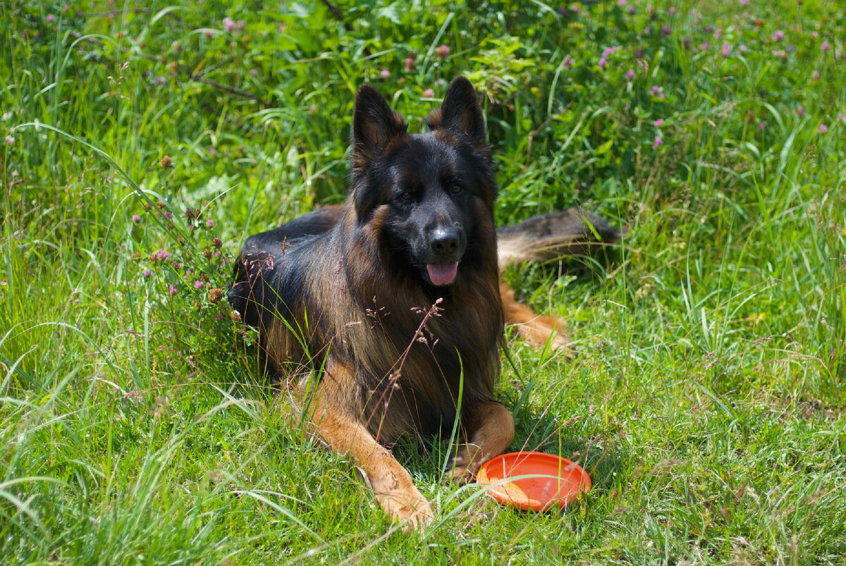 Локи на даче