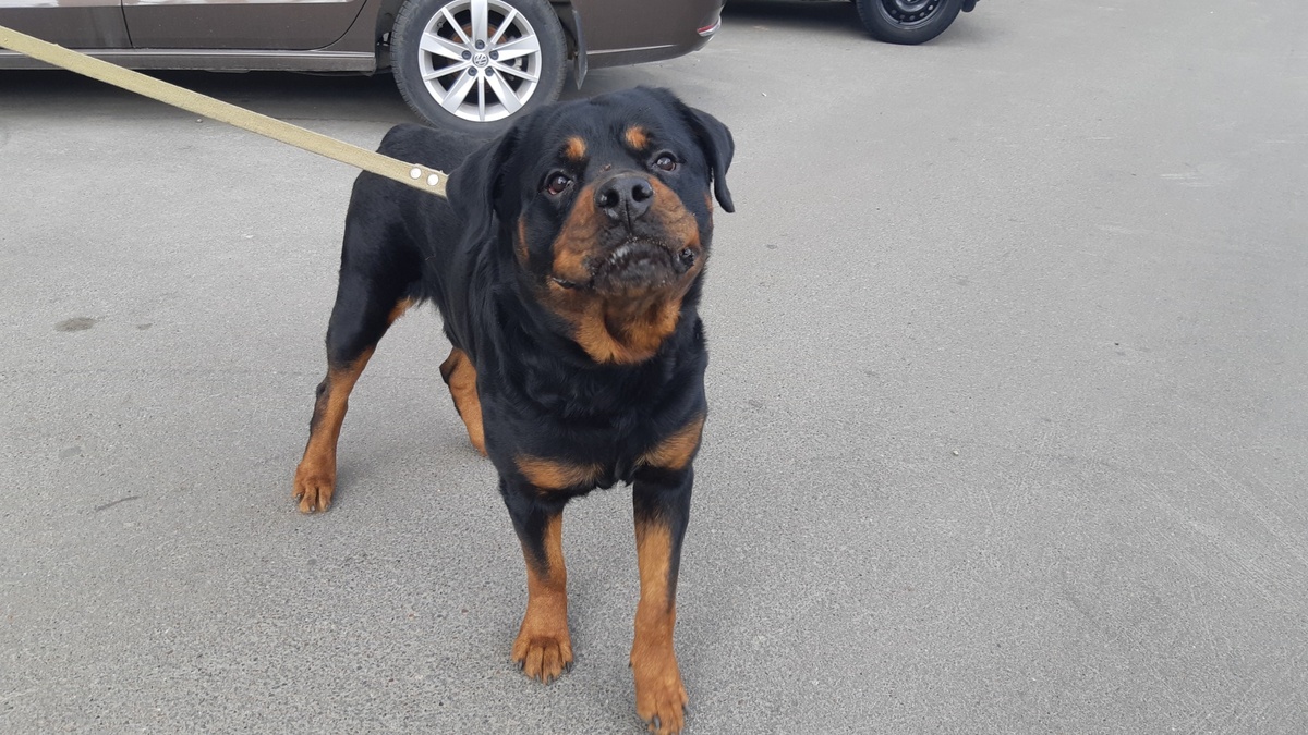     В Ростовской области предлагают привлекать к ответственности местных жителей, которые не следят за питомцами, сообщает Заксобрание региона.