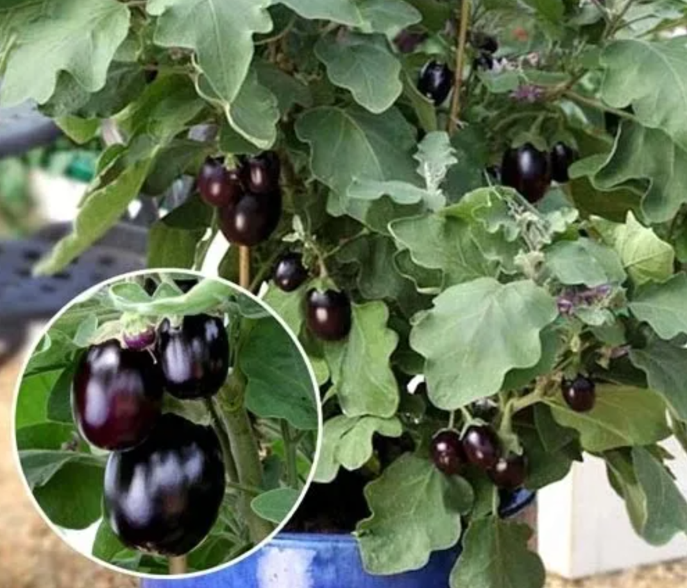 Баклажан сорта Бэби Болл (источник фото: wildberries.ru)