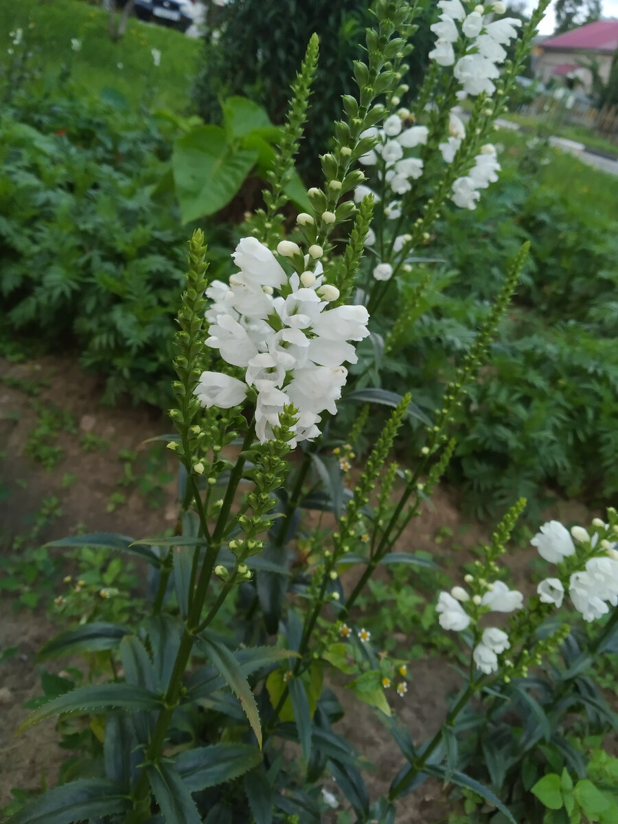 Интересный цветок 