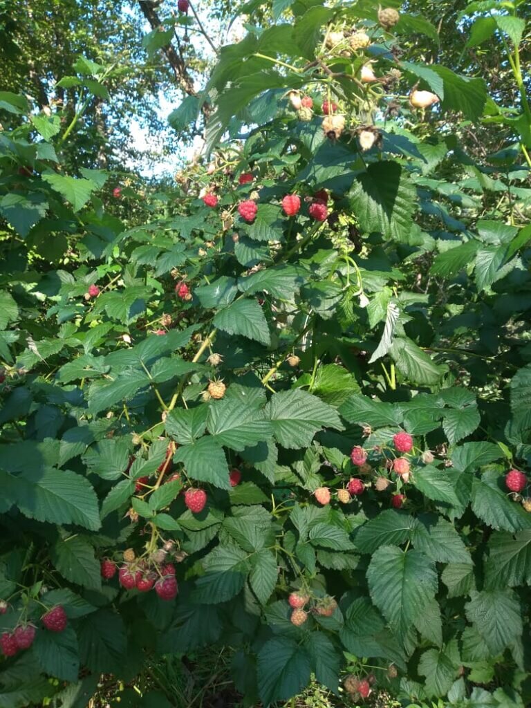    Фото: Константин Яковлев