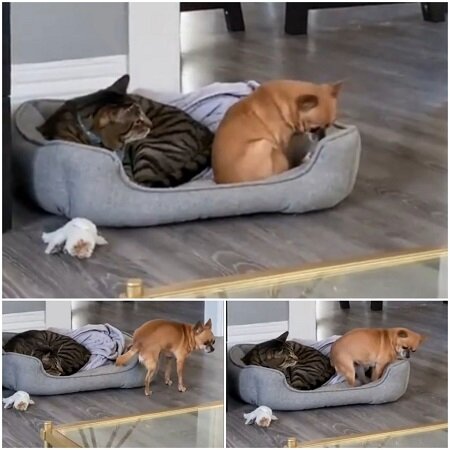 Картинка из инета 