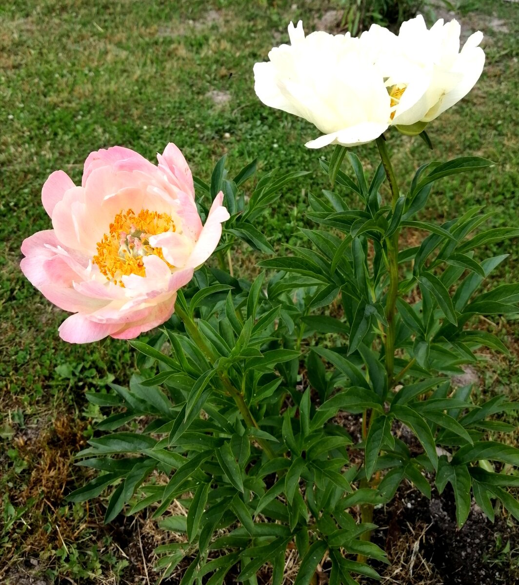 Пион Корал Шарм впервые зацветший в этом году. 