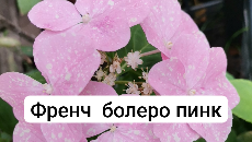 Дача, сад и огород без особенных хлопот 🍅 | Гибридная гортензия Френч ...