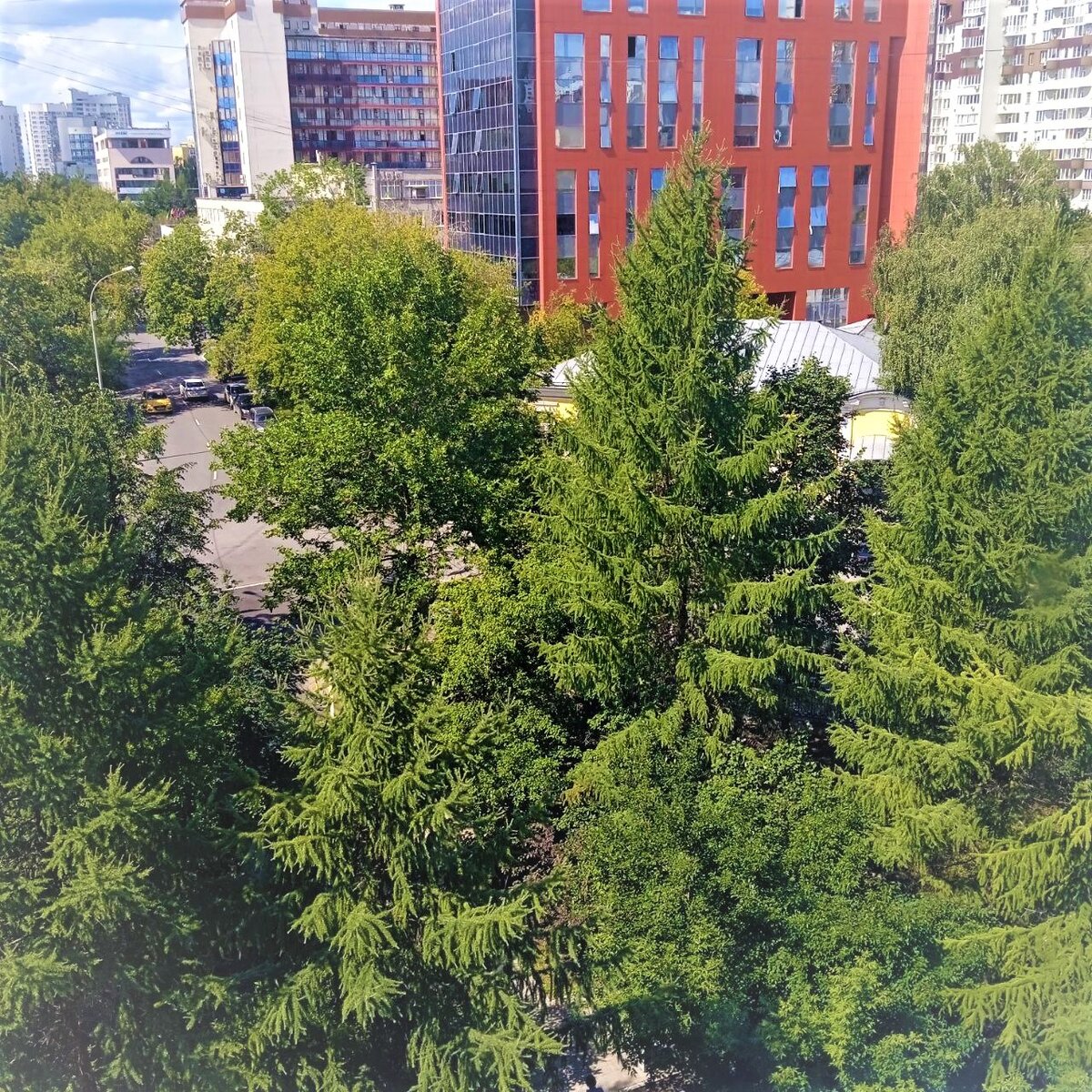 Фото автора. Скверик у дома, 2023, июль