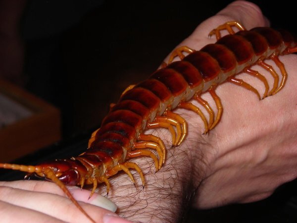 Мурашки побежали?