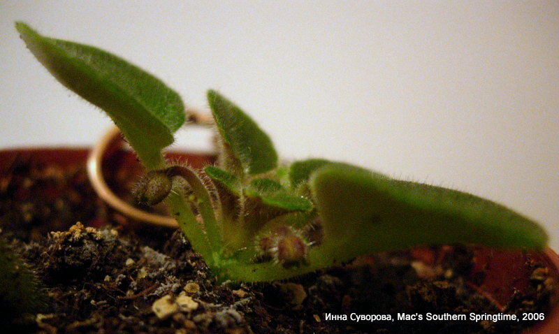 Первые бутоны детки сорта  Mac's Southern Springtime (G.McDonald), 2006 год