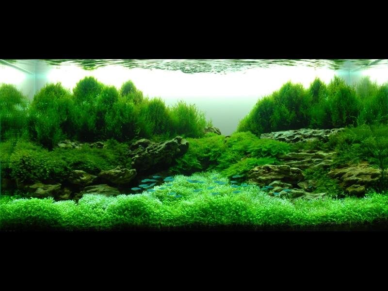 Акваскейп Такаси Амано