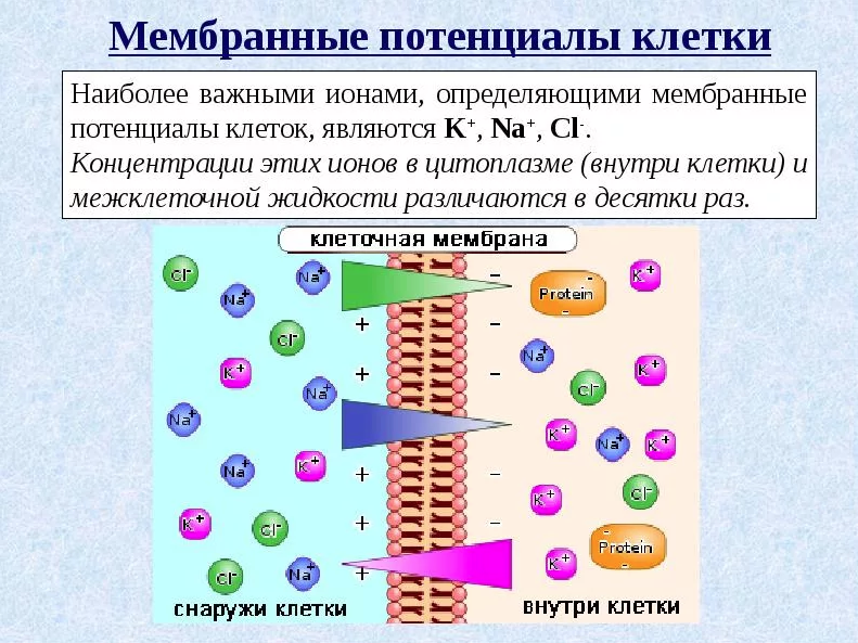 За счет чего происходит движение. Мембранный потенциал ионов клетки. Проницаемость клеточной мембраны ионами. Градиент концентрации ионов мембранный потенциал. Мембранный потенциал покоя клетки.