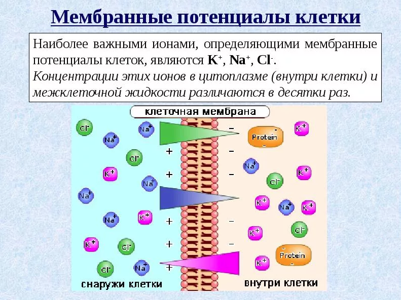 Внеклеточный катион. Мембранный потенциал ионов клетки. Проницаемость клеточной мембраны ионами. Градиент концентрации ионов мембранный потенциал. Электрический потенциал клетки.