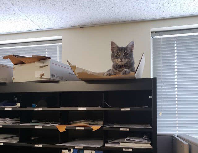 Фото: twitter.com/pe­texperiment (Хвостач)