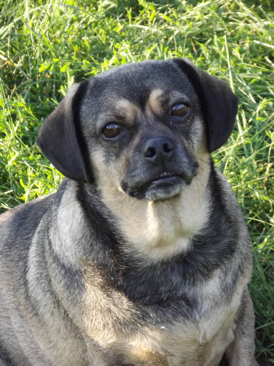 Милая сарделька:тело таксы,морда мопсоподобная)))